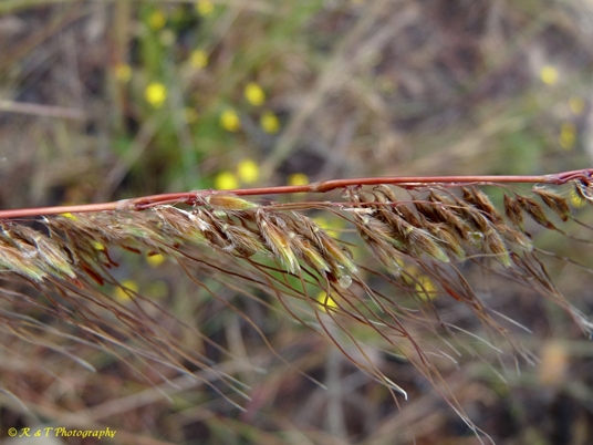 {Sorghastrum secundum}